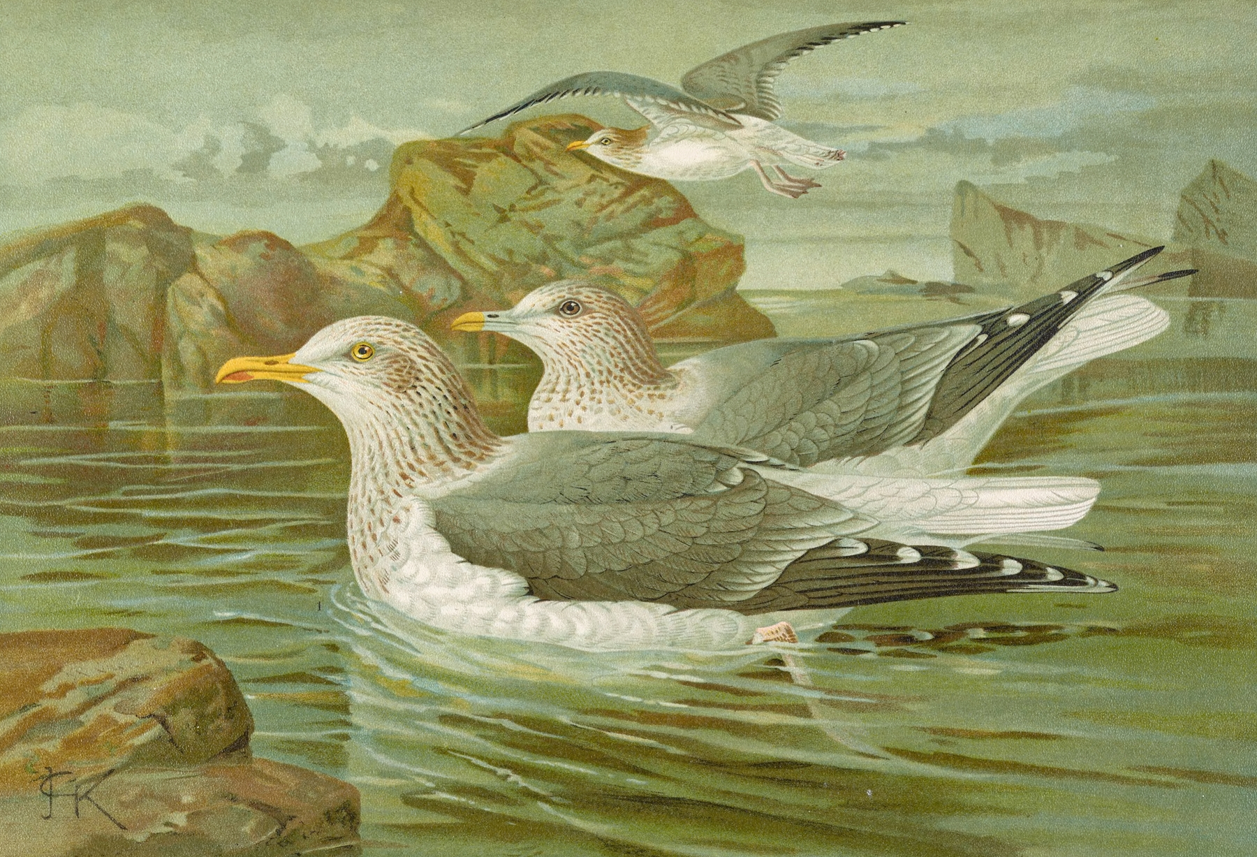 Larus argentatus Brunn by Johann Friedrich Naumann