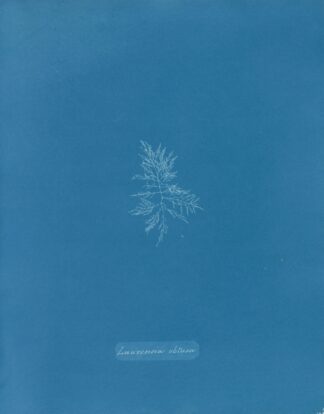 Laurencia obtusa by Anna Atkins
