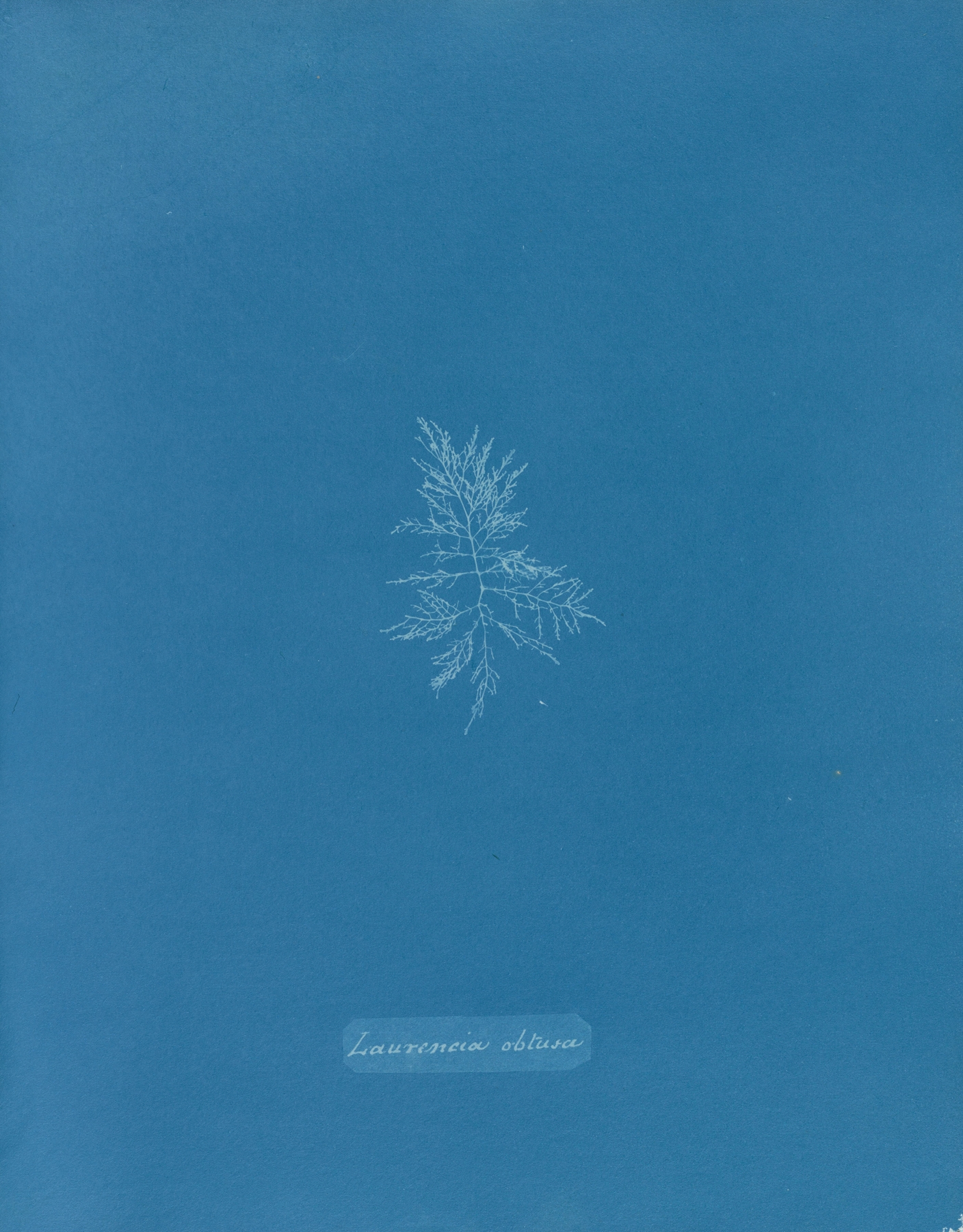 Laurencia obtusa by Anna Atkins