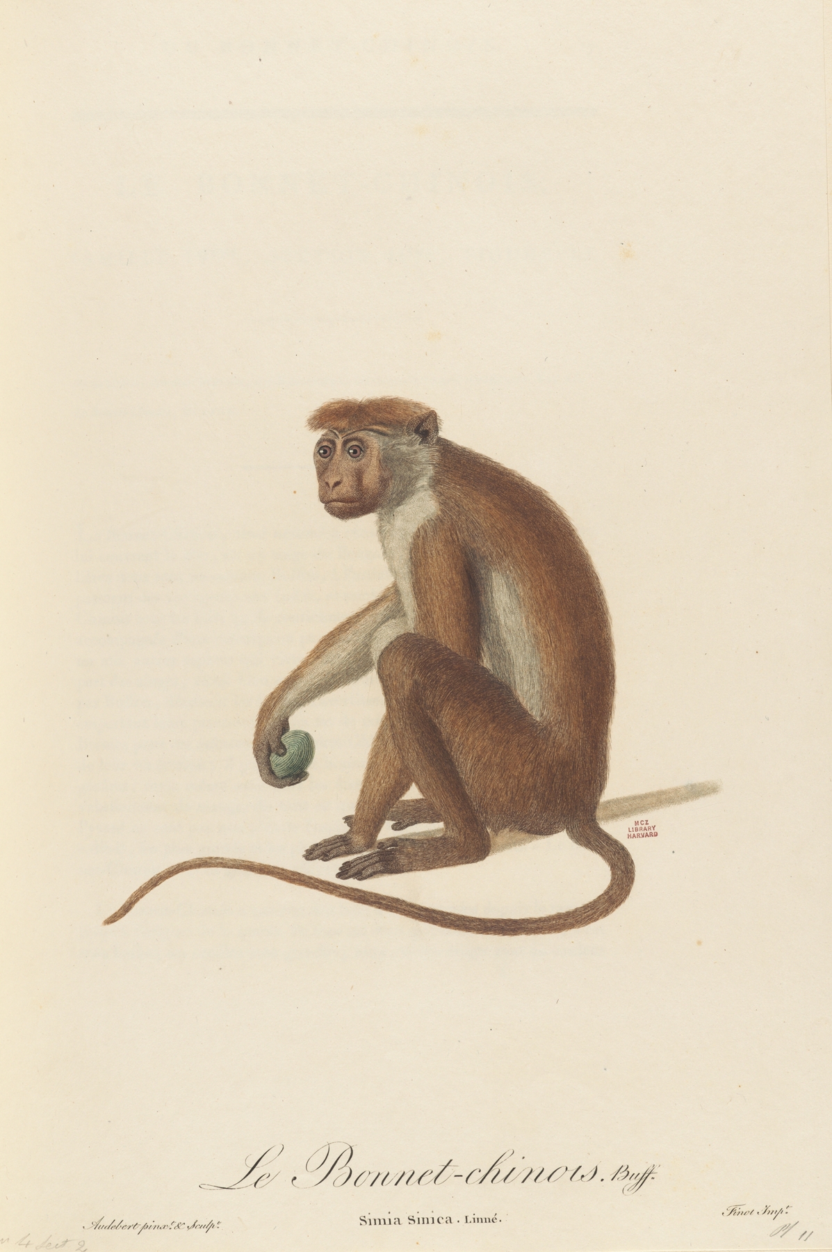 Le Bonnet Chinois by Jean-Baptiste Audebert