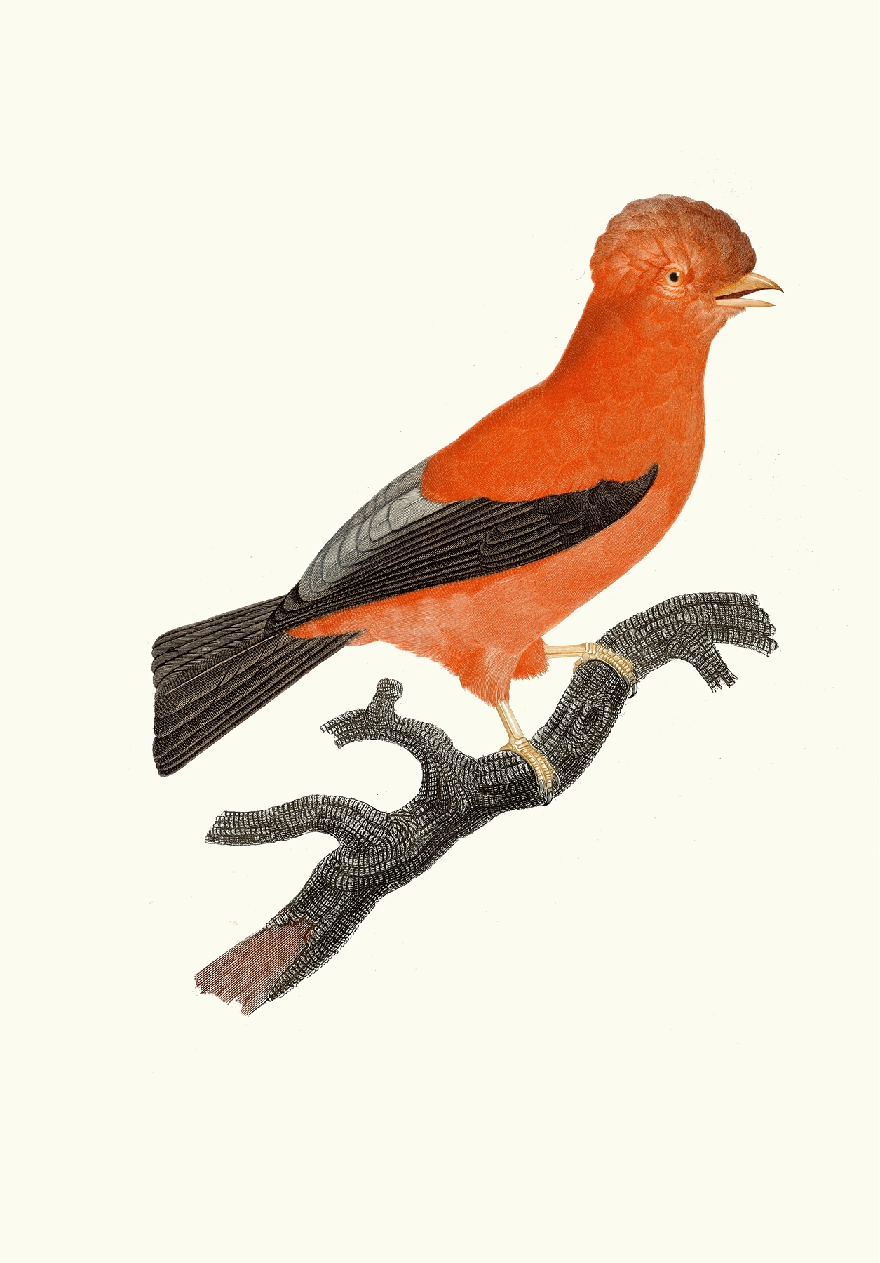 Le Coq de roche du Pérou. by Jacques Barraband