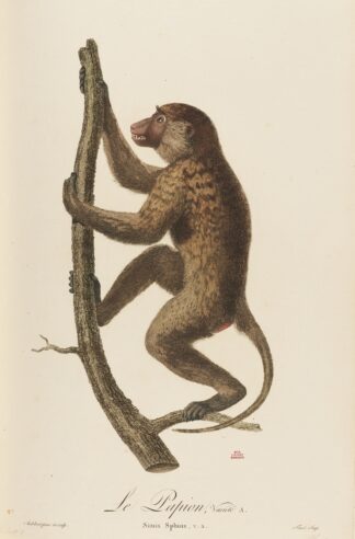 Le Papion, variété A by Jean-Baptiste Audebert