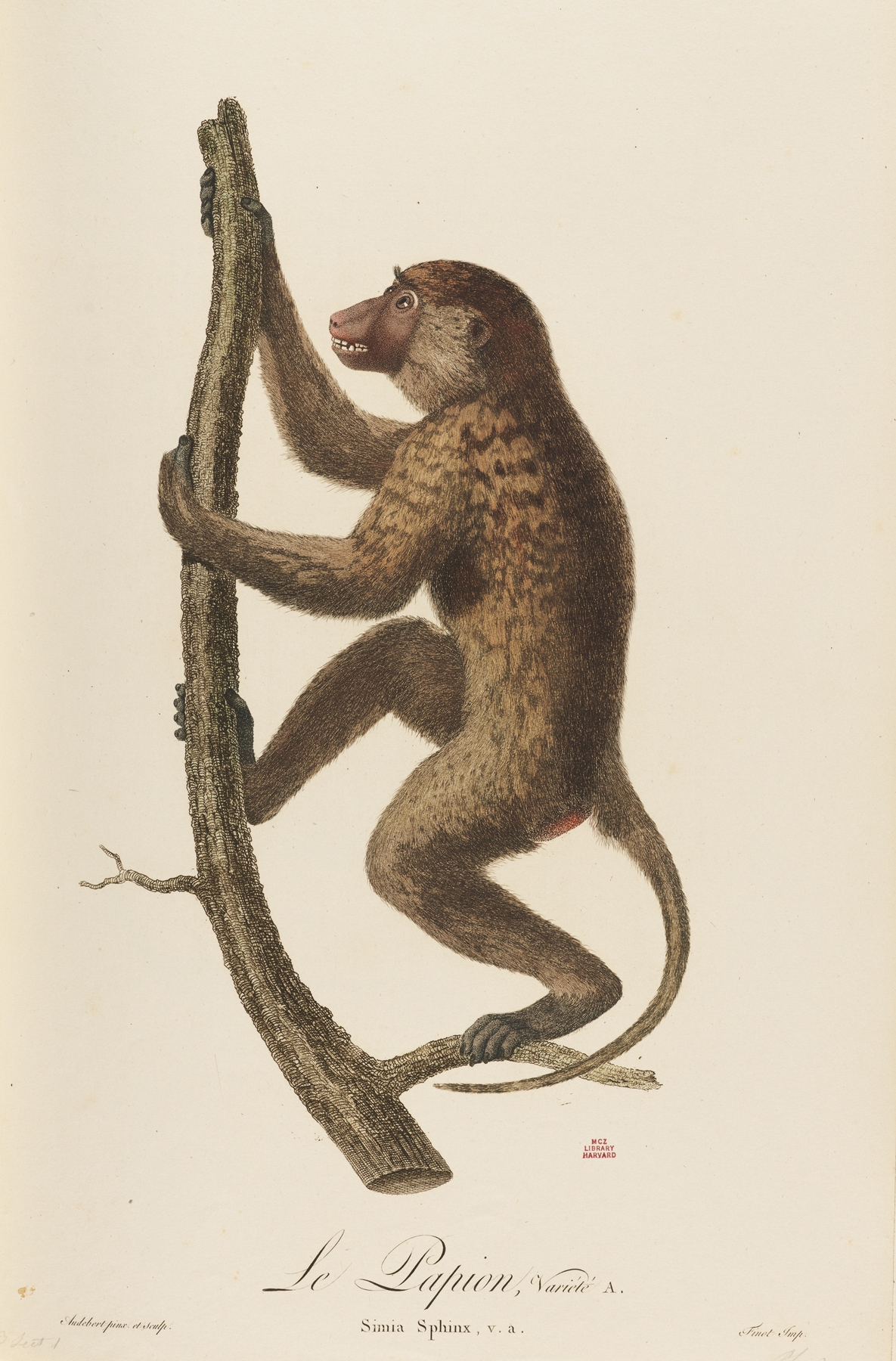 Le Papion, variété A by Jean-Baptiste Audebert