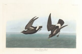 Least stormy-petrel by John James Audubon