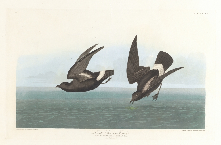 Least stormy-petrel by John James Audubon