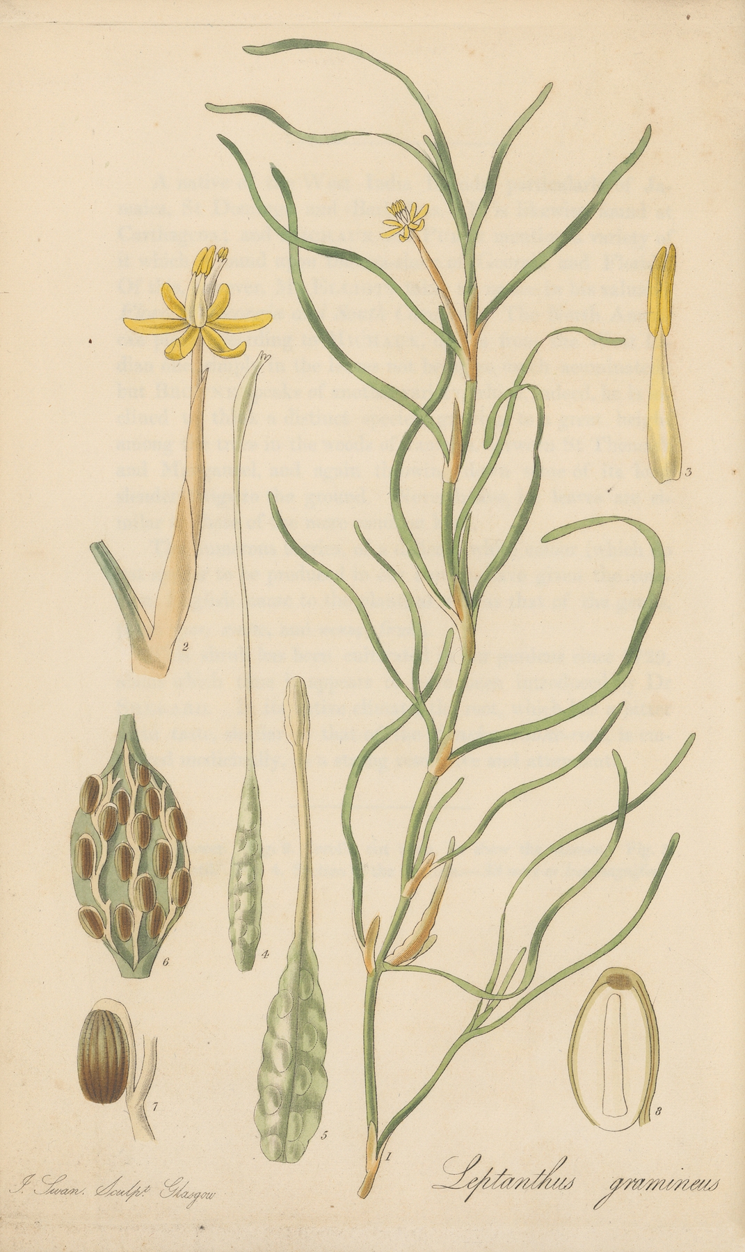 Leptanthus gramineus by William Jackson Hooker