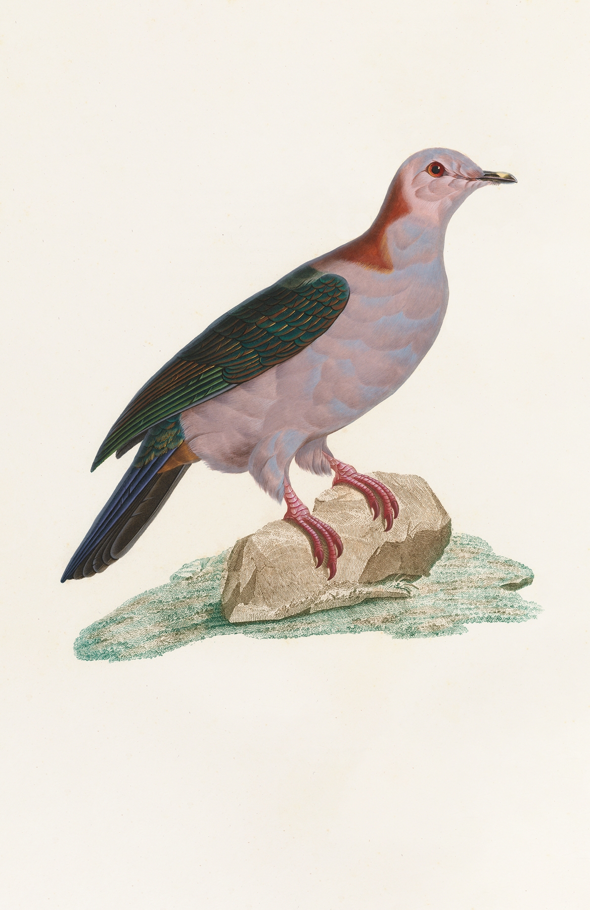 Les pigeons Pl.14 by Coenraad Jacob Temminck