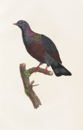 Les pigeons Pl.21 by Coenraad Jacob Temminck