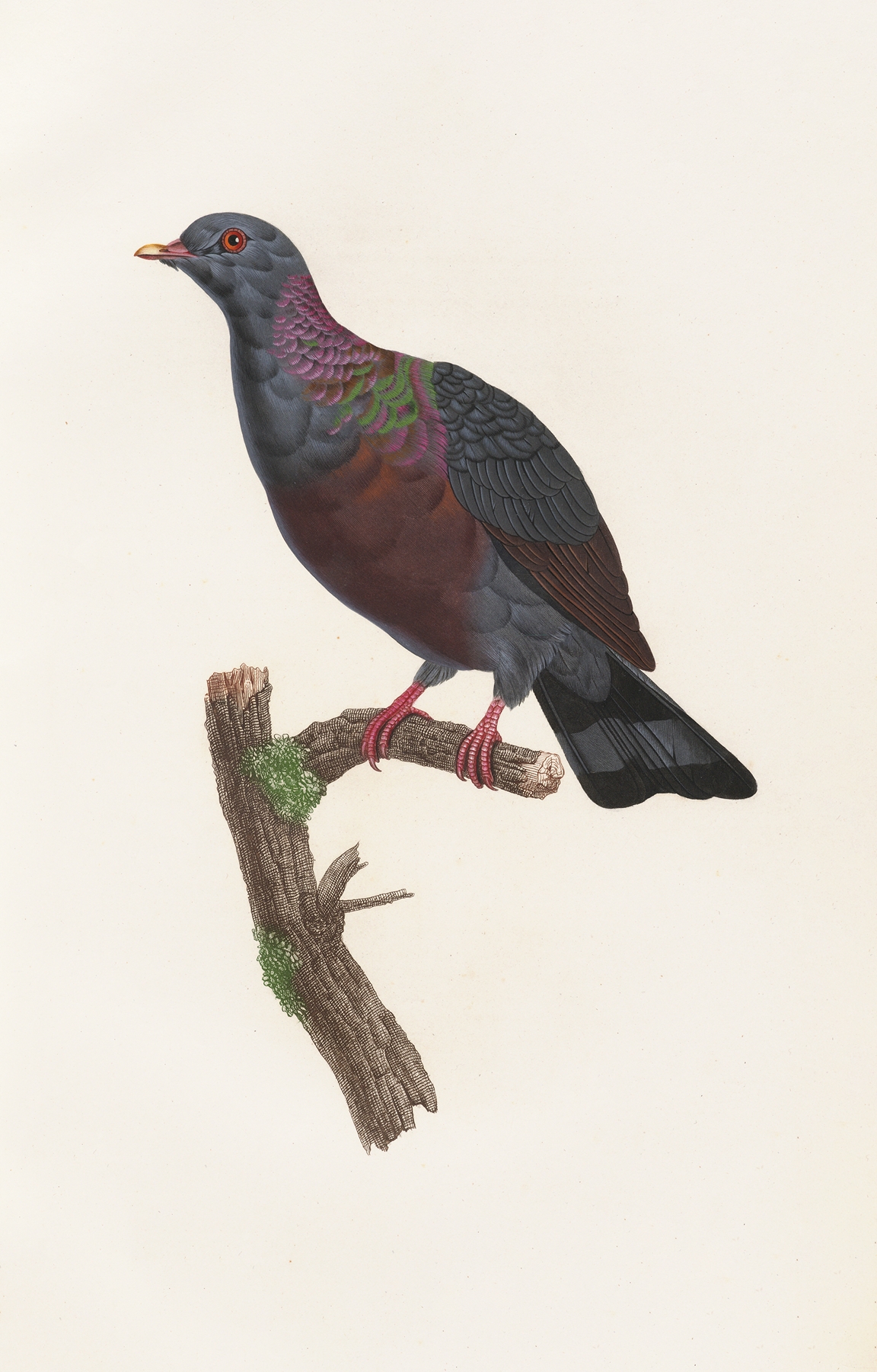 Les pigeons Pl.21 by Coenraad Jacob Temminck