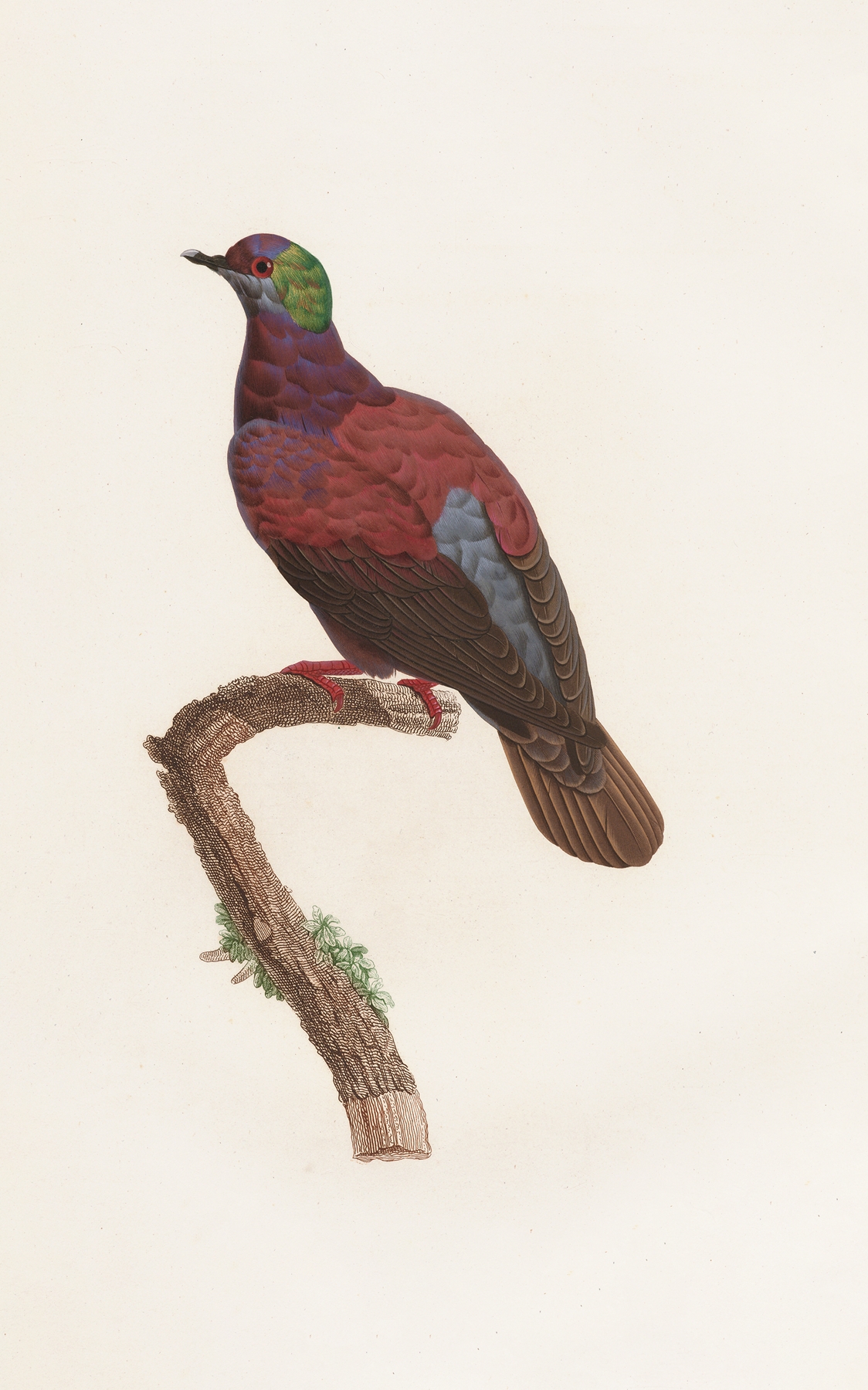 Les pigeons Pl.35 by Coenraad Jacob Temminck