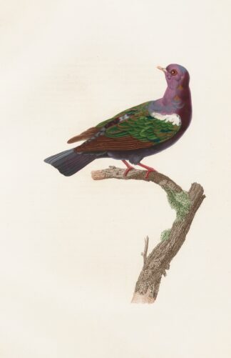 Les pigeons Pl.38 by Coenraad Jacob Temminck