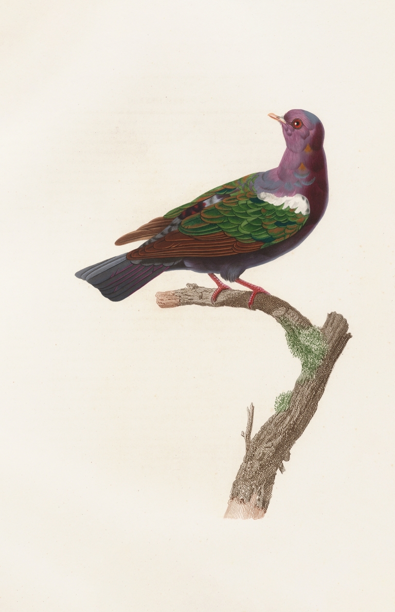 Les pigeons Pl.38 by Coenraad Jacob Temminck