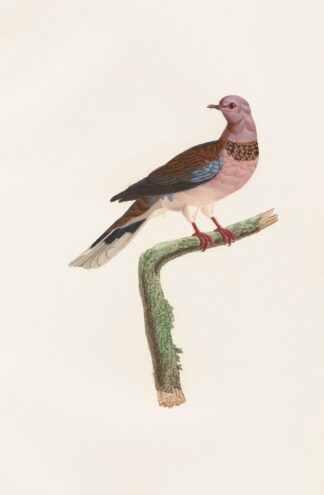 Les pigeons Pl.57 by Coenraad Jacob Temminck
