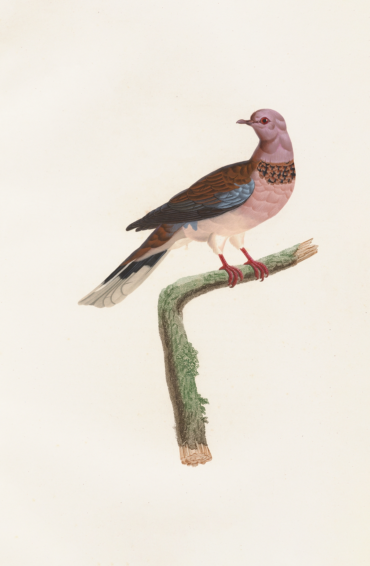 Les pigeons Pl.57 by Coenraad Jacob Temminck