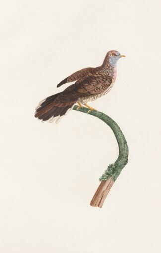 Les pigeons Pl.59 by Coenraad Jacob Temminck