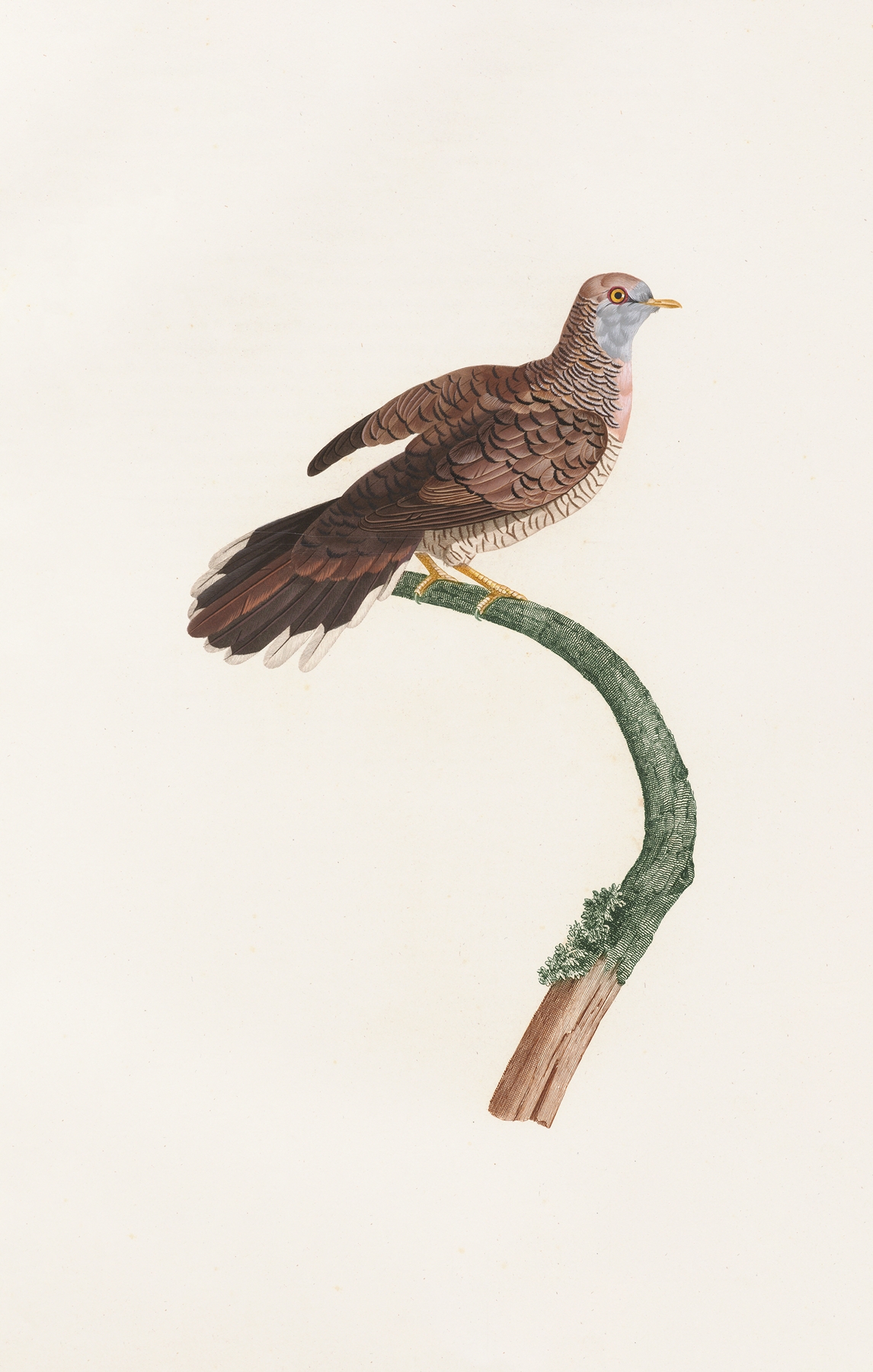 Les pigeons Pl.59 by Coenraad Jacob Temminck