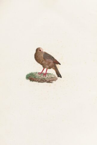 Les pigeons Pl.84 by Coenraad Jacob Temminck