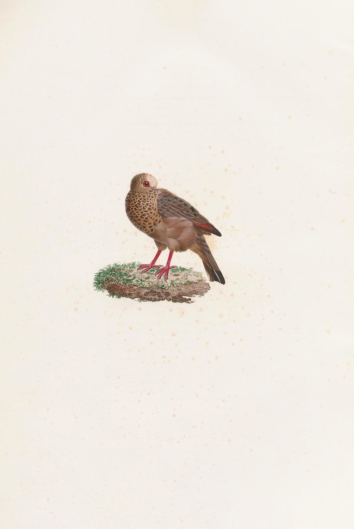 Les pigeons Pl.84 by Coenraad Jacob Temminck