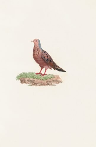 Les pigeons Pl.85 by Coenraad Jacob Temminck