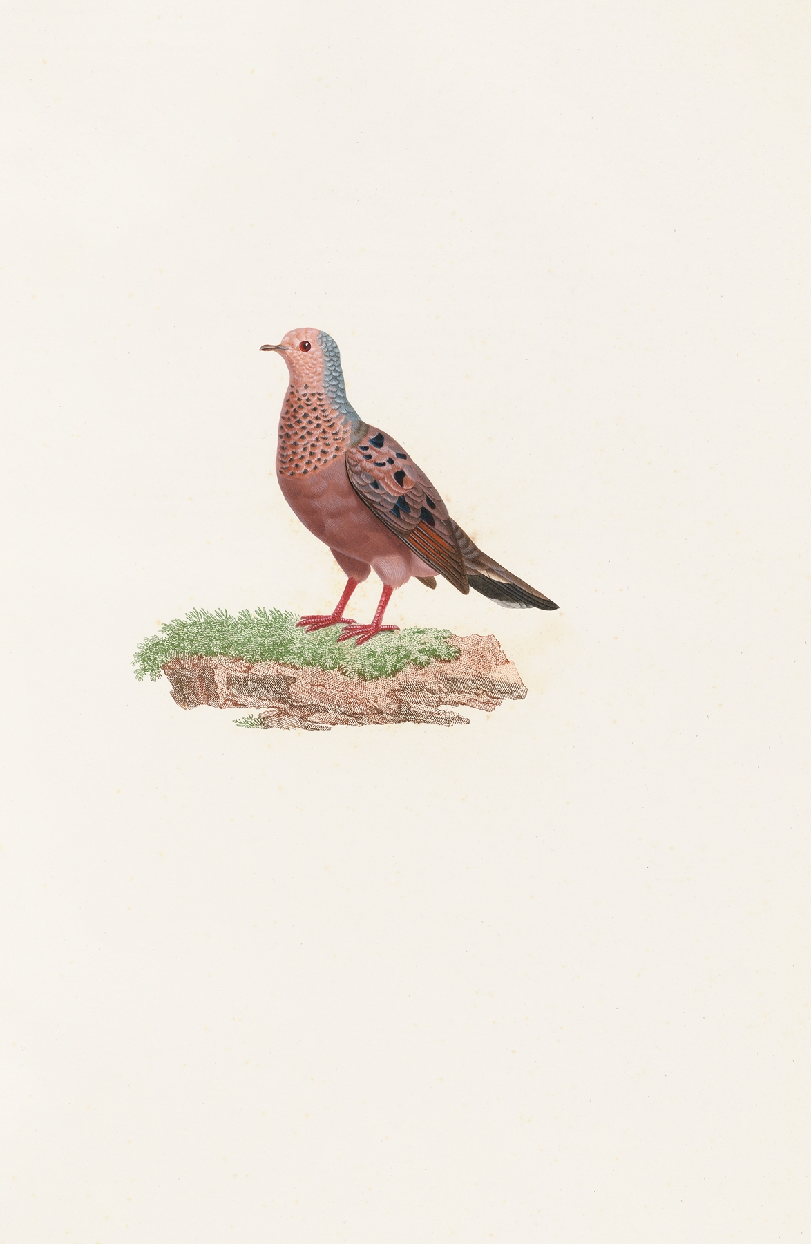 Les pigeons Pl.85 by Coenraad Jacob Temminck