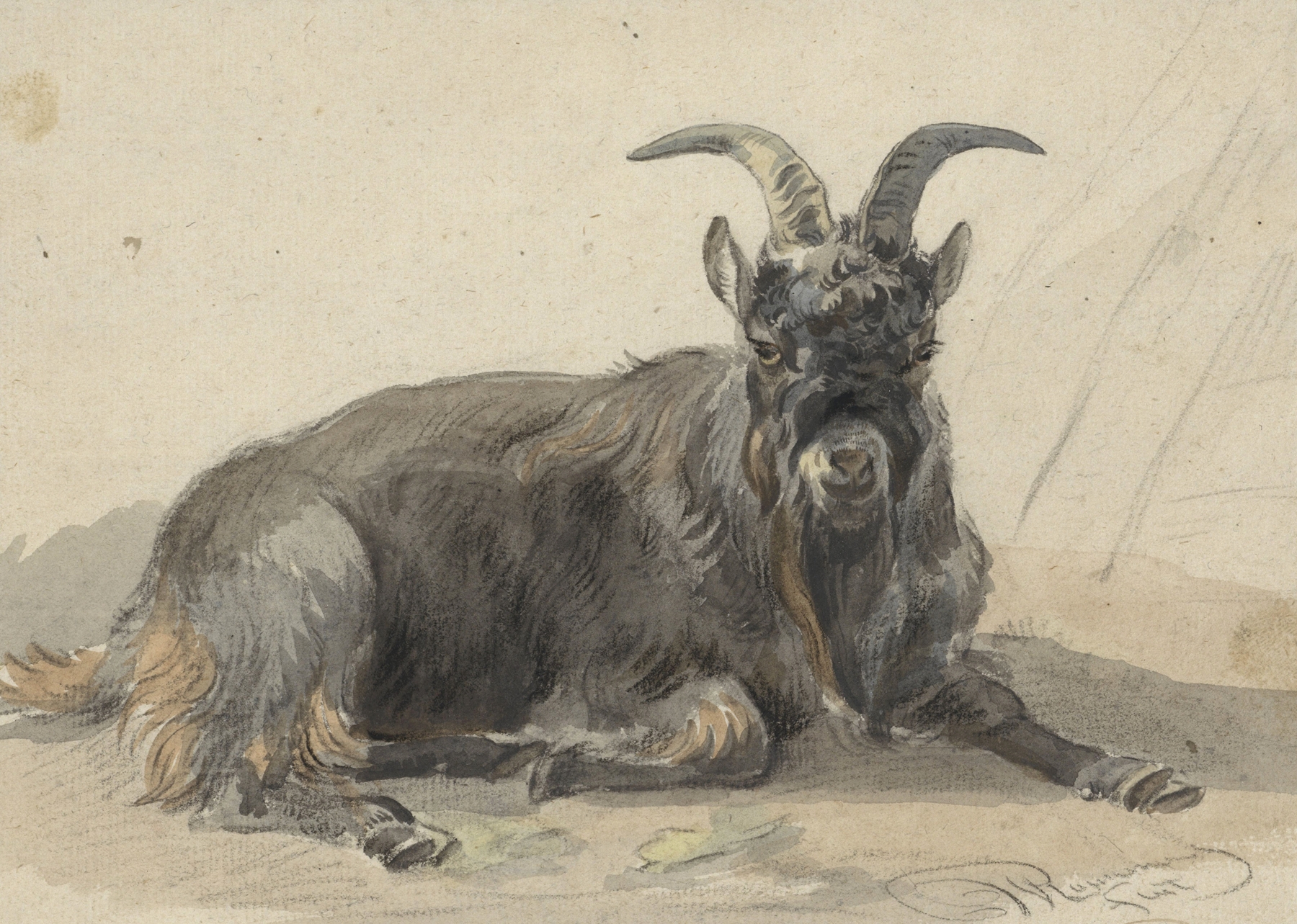 Liggende zwarte geitenbok by Jan van Ravenswaay