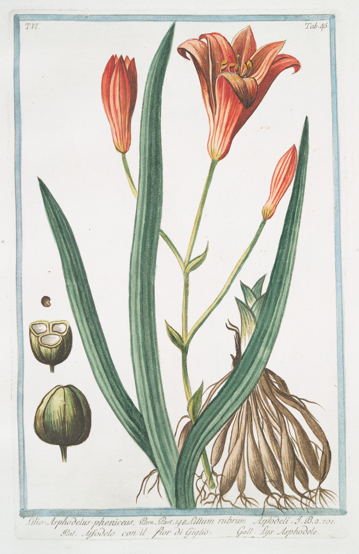 Lilio Asphodelus-pheniceus – Lilium rubrum – Asfodelo con il fior di Giglio – Lys Asphodele. by Giorgio Bonelli