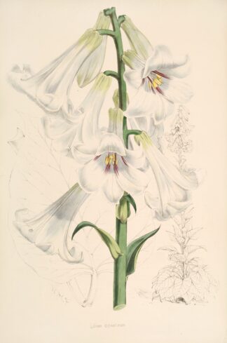 Lilium giganteum by Walter Hood Fitch