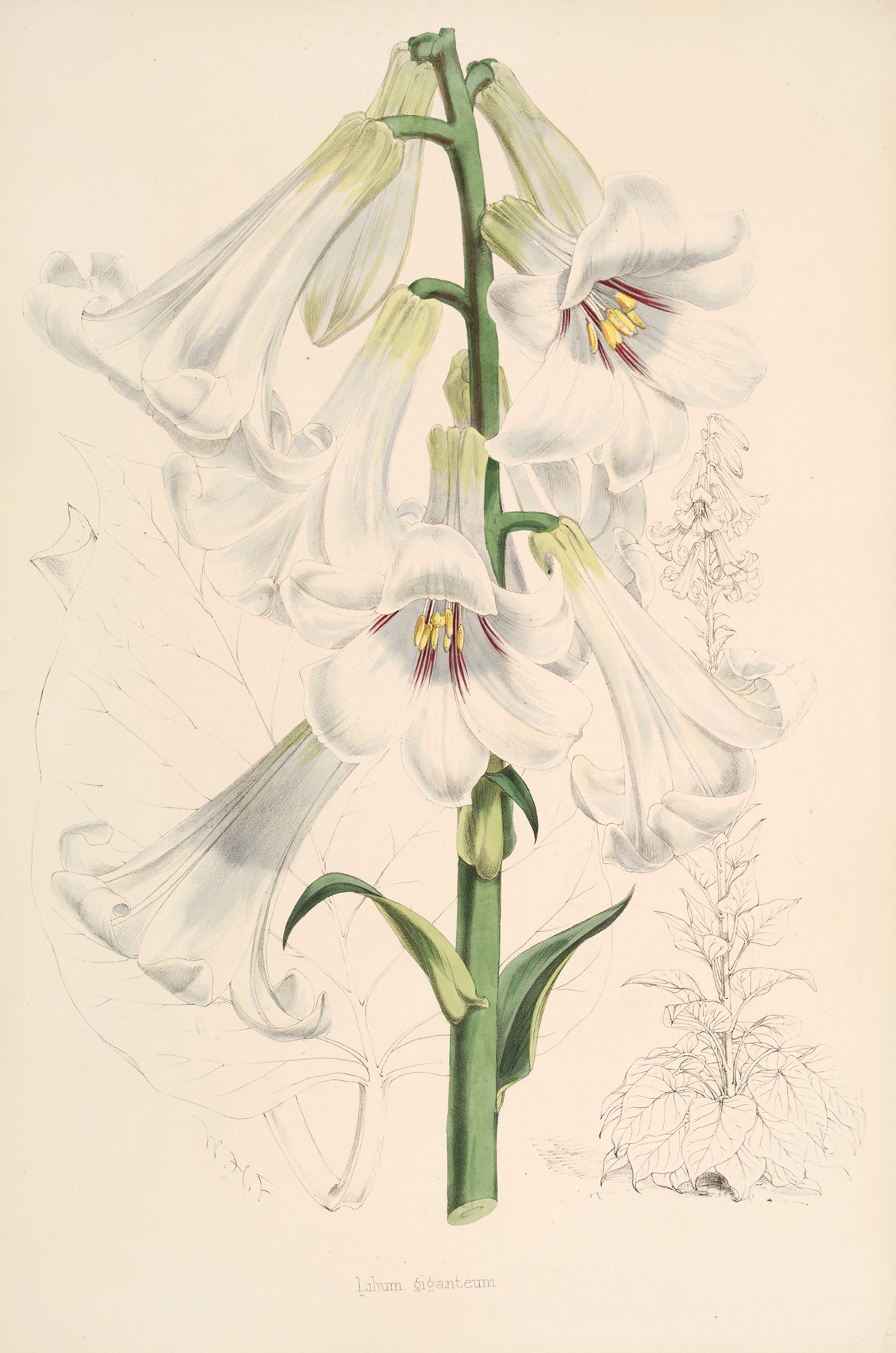 Lilium giganteum by Walter Hood Fitch