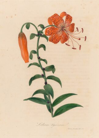 Lilium tigrinum by Gaetano Savi