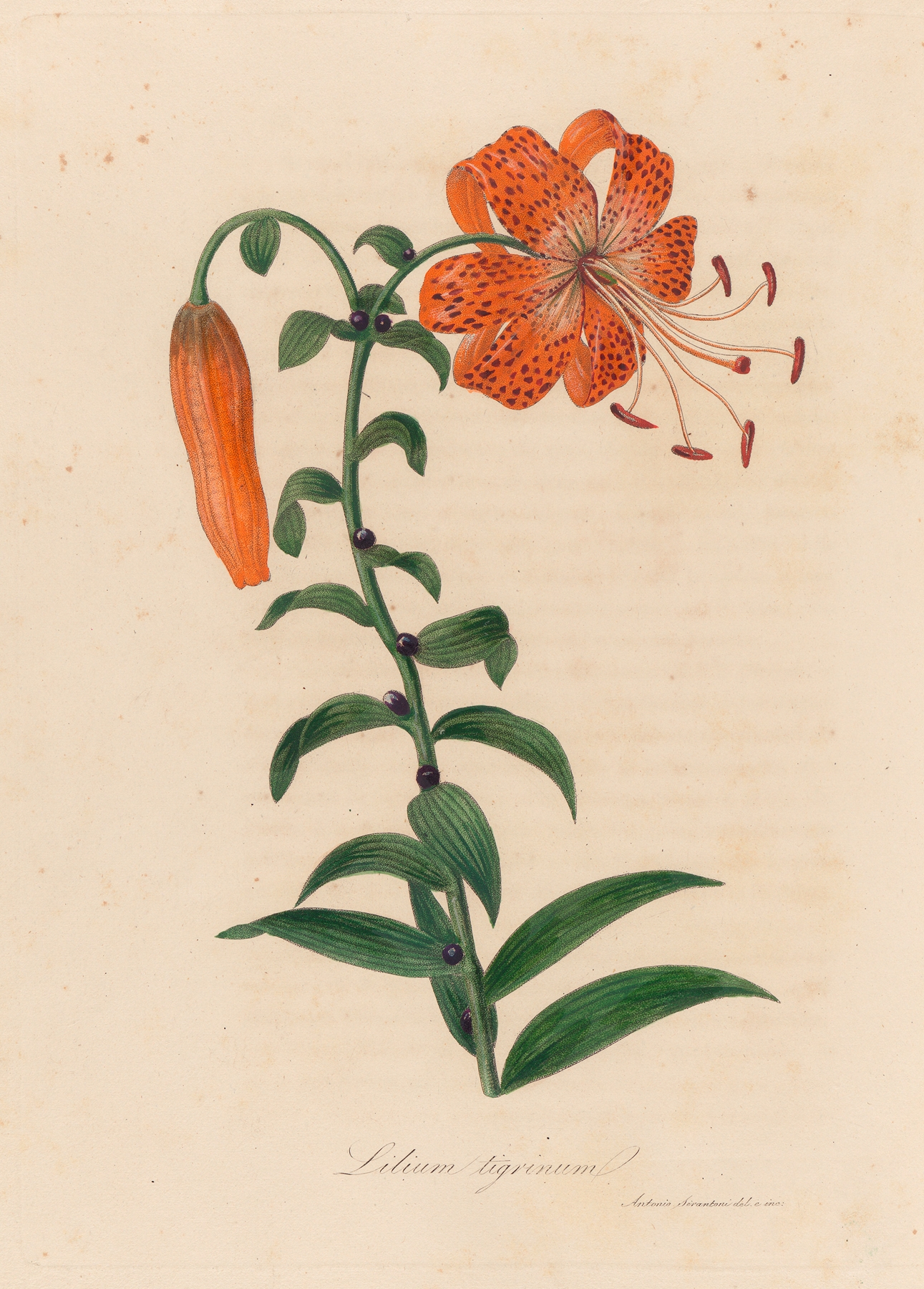 Lilium tigrinum by Gaetano Savi