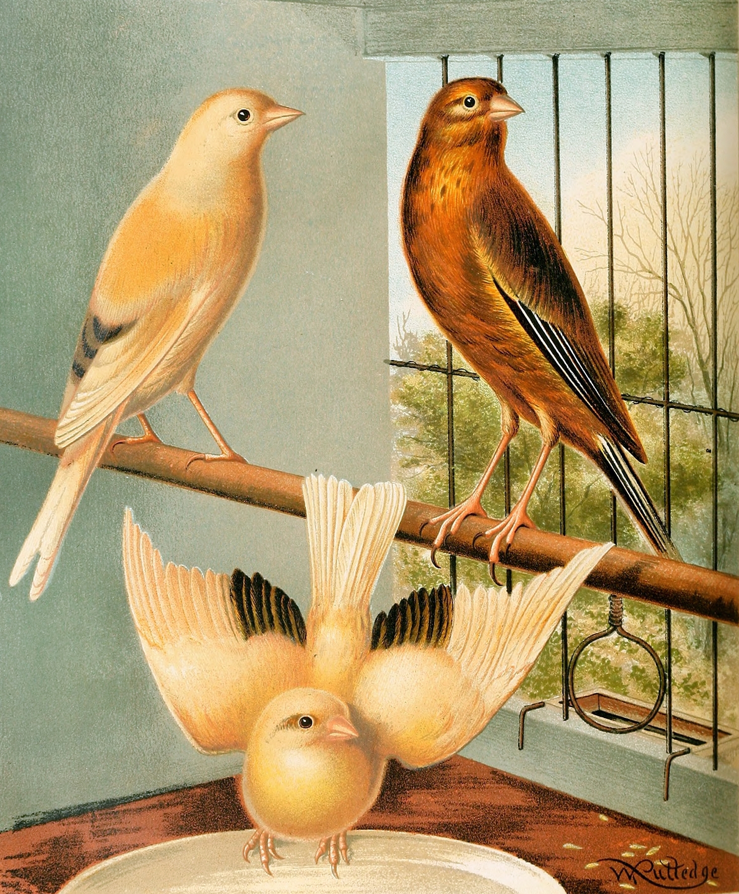 Linnet And Canary Mules by W. A . Blakston