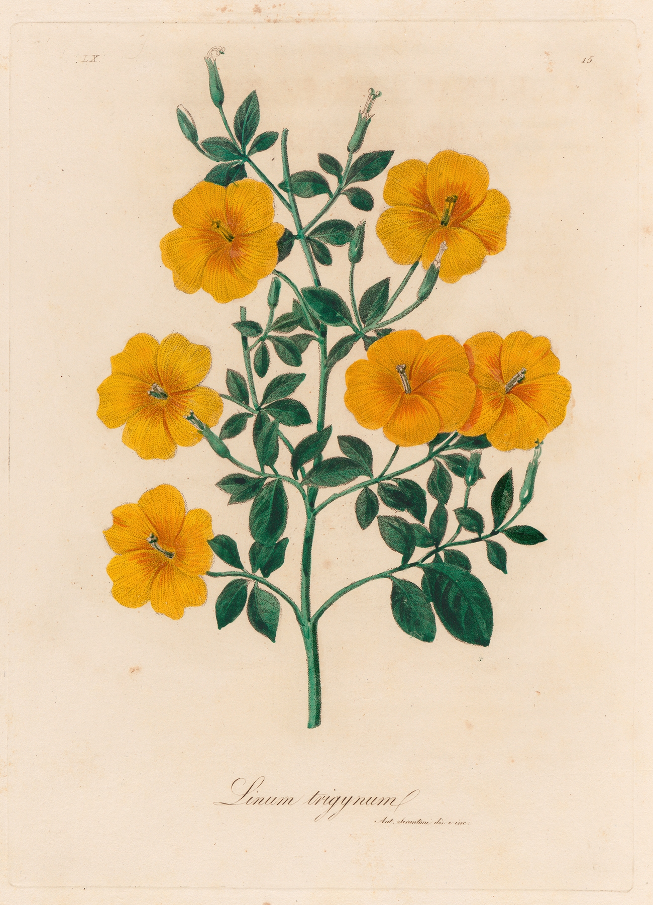 Linum trigynum by Gaetano Savi