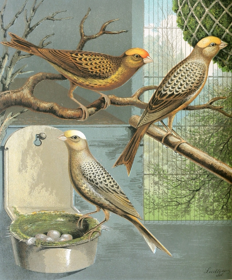 Lizard Canaries by W. A . Blakston