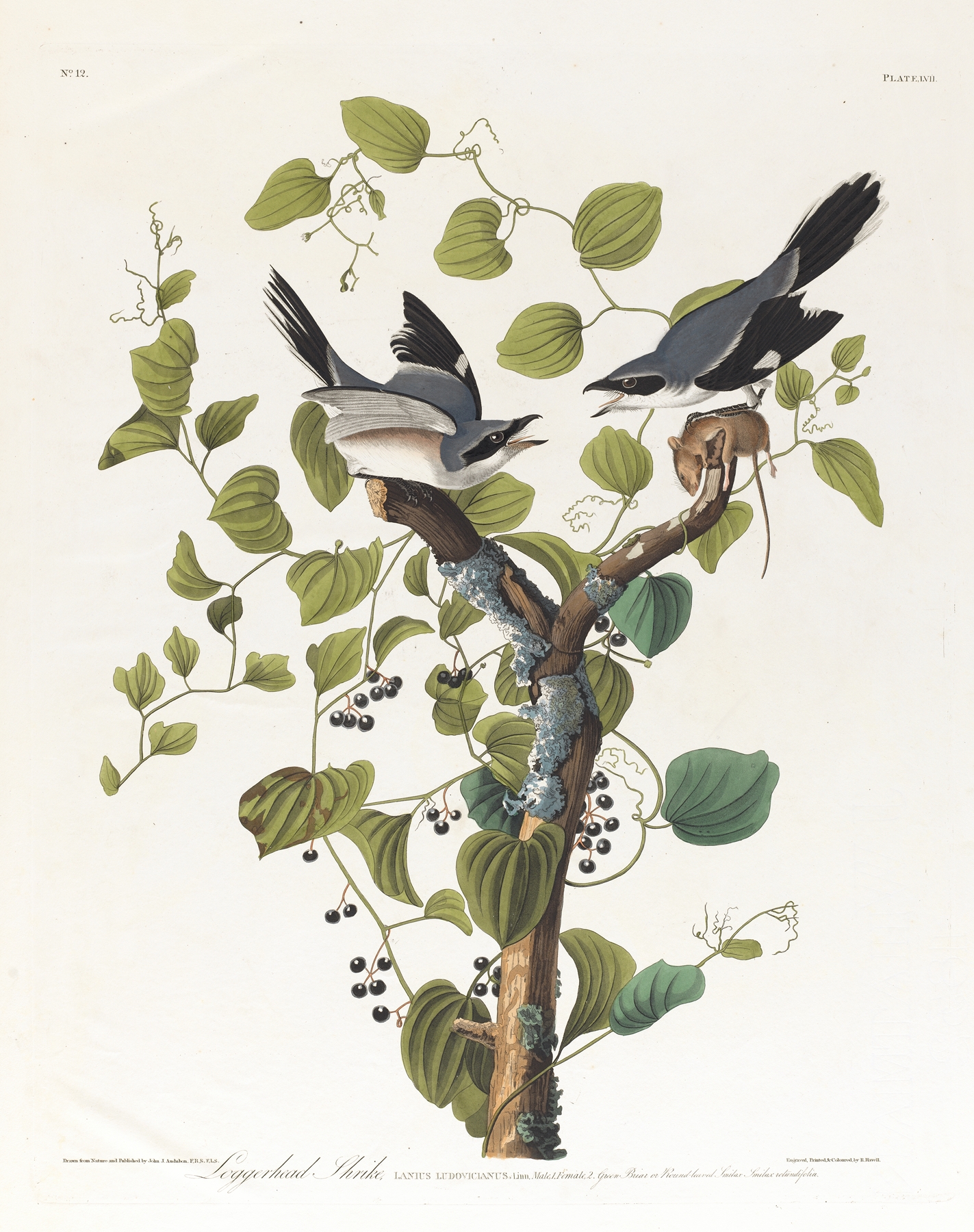 Loggerhead shrike by John James Audubon