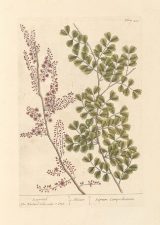 Logwood by Elizabeth Blackwell