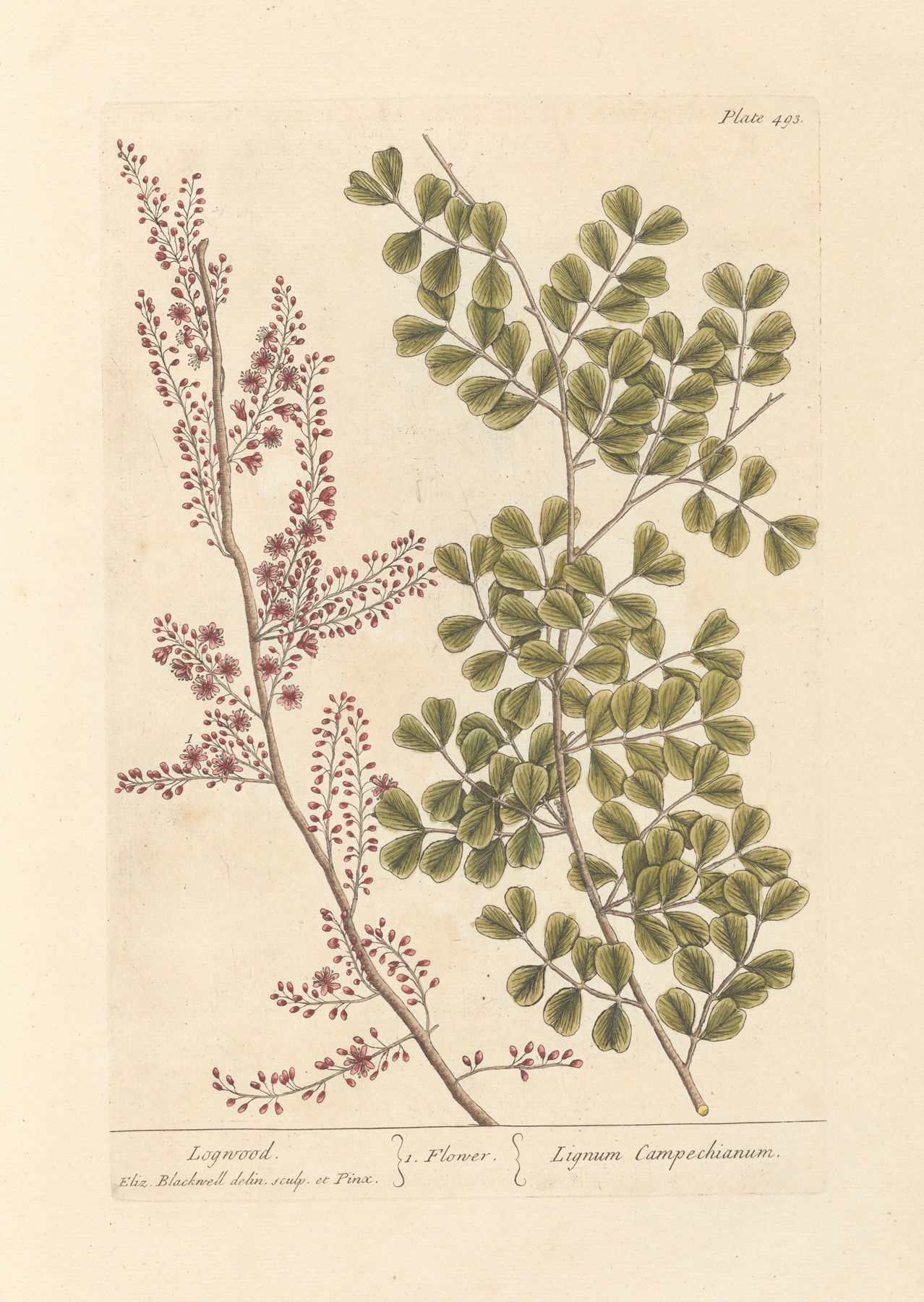 Logwood by Elizabeth Blackwell
