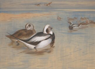 Long-tailed ducks by Archibald Thorburn