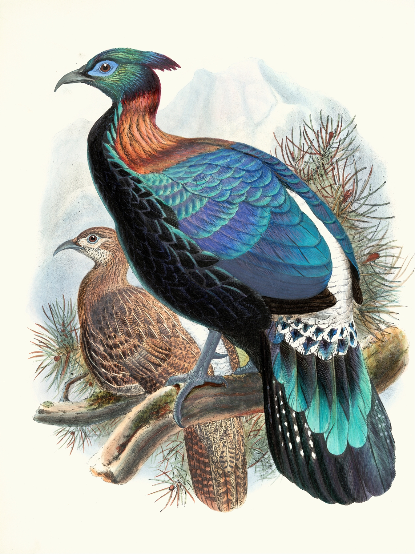 Lophophorus Lhuysii. by Joseph Smit