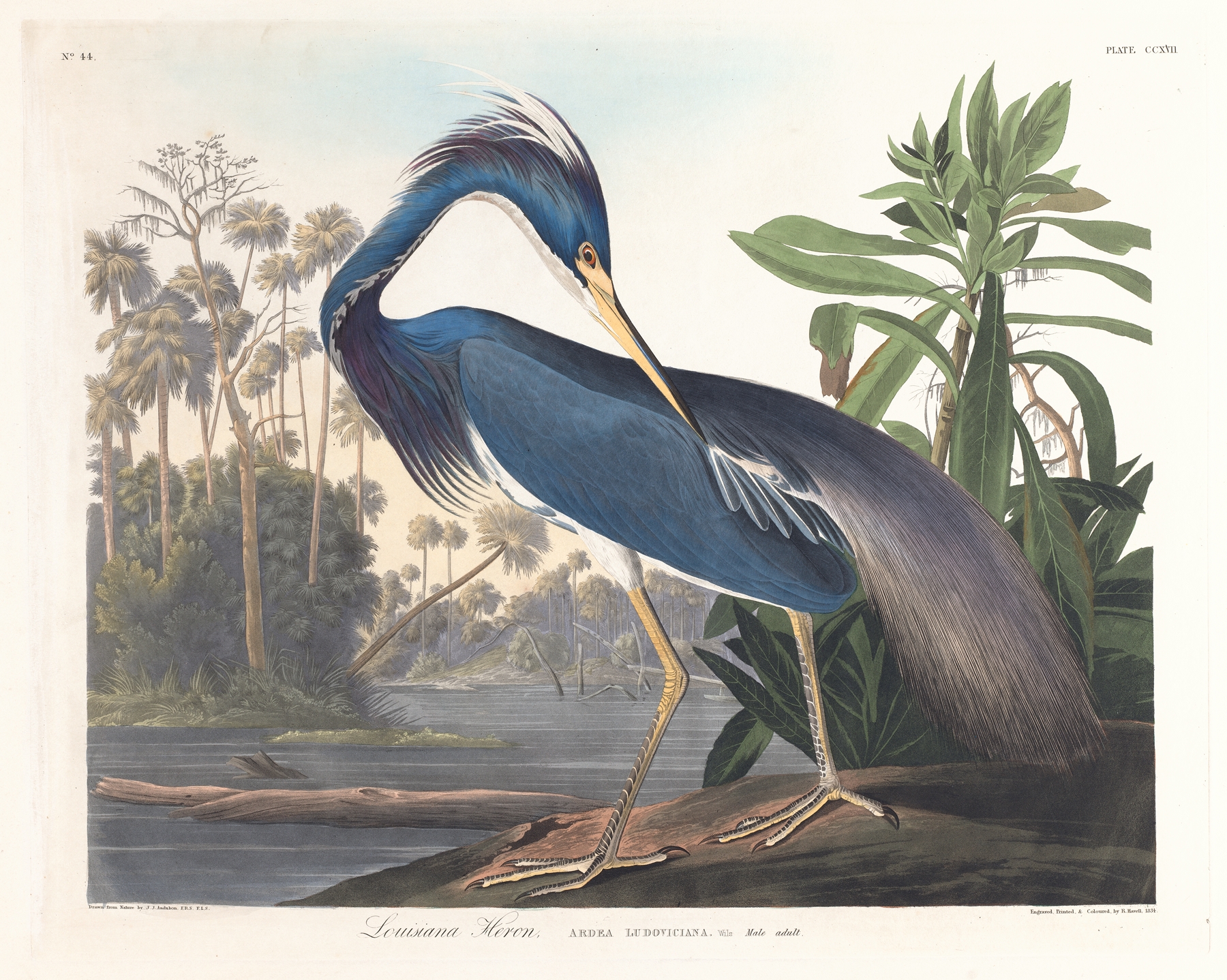 Louisiana heron by John James Audubon