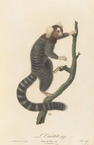 L’Ouistiti by Jean-Baptiste Audebert