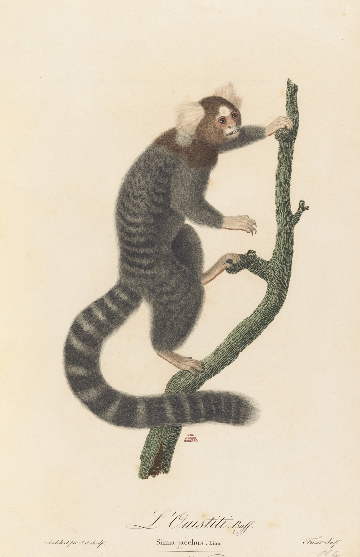 L’Ouistiti by Jean-Baptiste Audebert