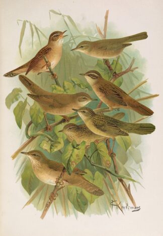Lusciniola fuscata, melanopogon, Locustella, naevia, luscinioides, certhiola by Johann Friedrich Naumann