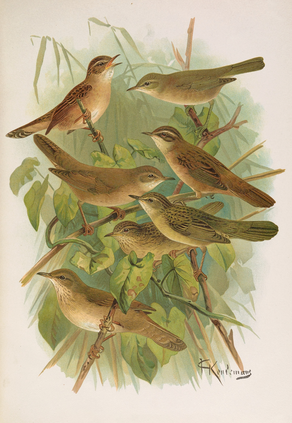 Lusciniola fuscata, melanopogon, Locustella, naevia, luscinioides, certhiola by Johann Friedrich Naumann