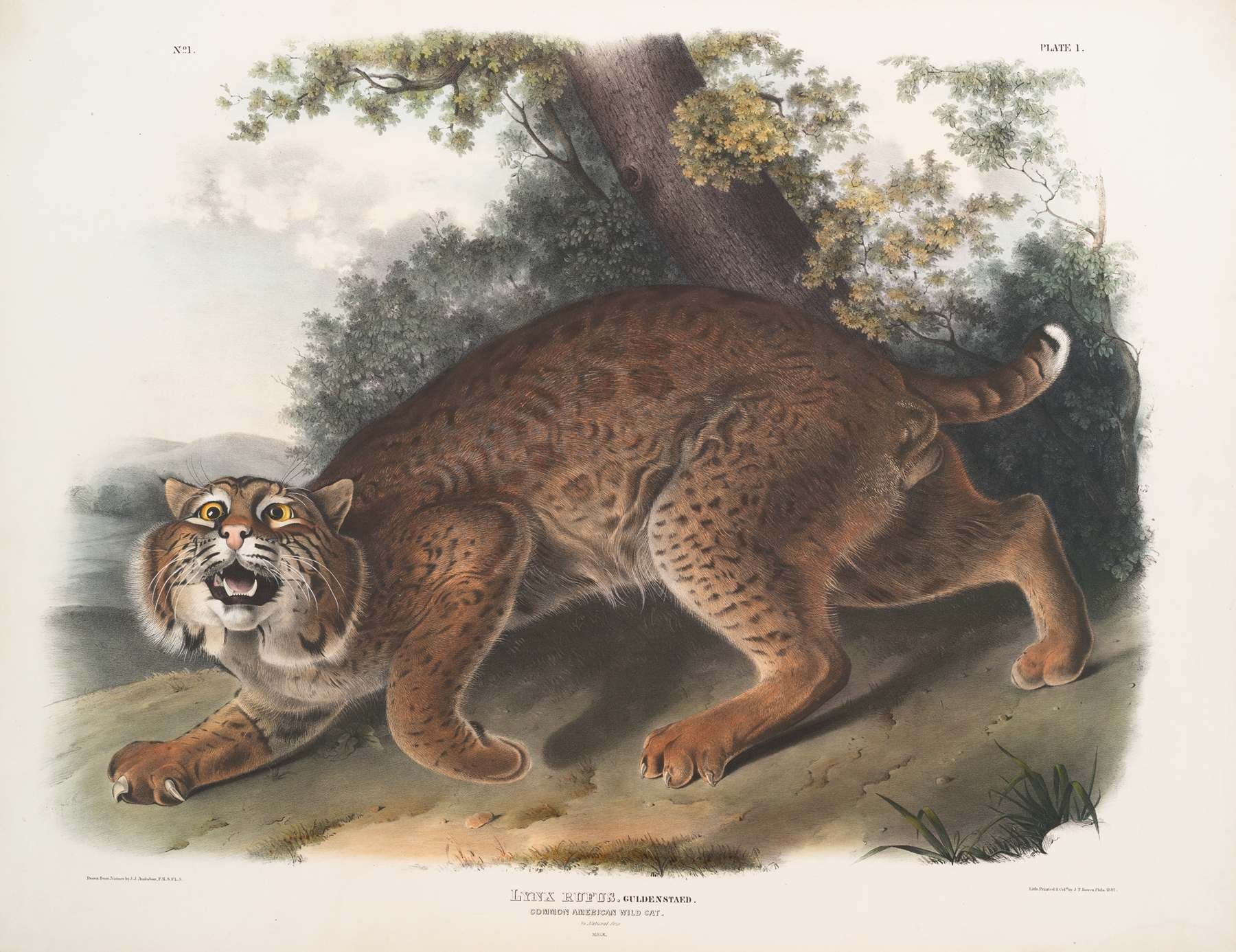 Lynx rufus, Common American Wild Cat by John Woodhouse Audubon