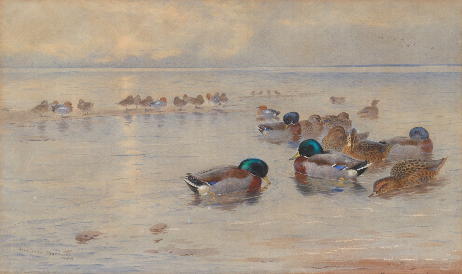 Mallards on a lake by Archibald Thorburn