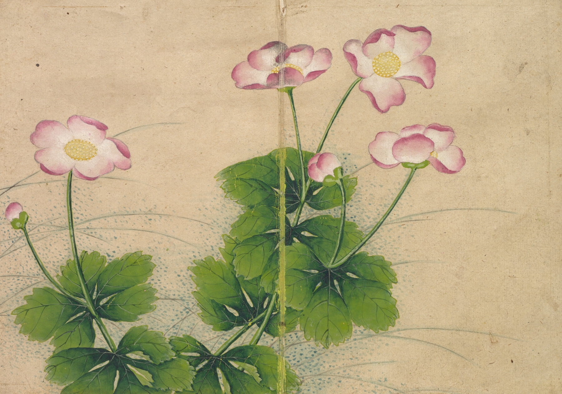 Mallow flowers by Zhang Ruoai