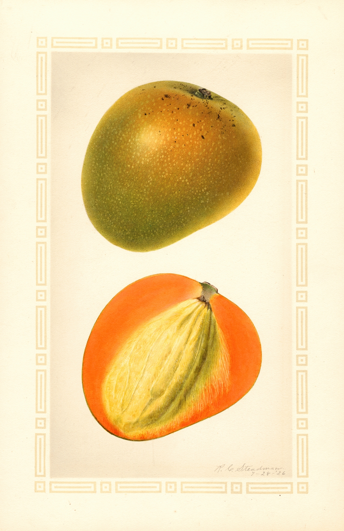 Mangifera indica: Baboony by Royal Charles Steadman