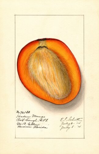 Mangifera indica: Haden by Ellen Isham Schutt
