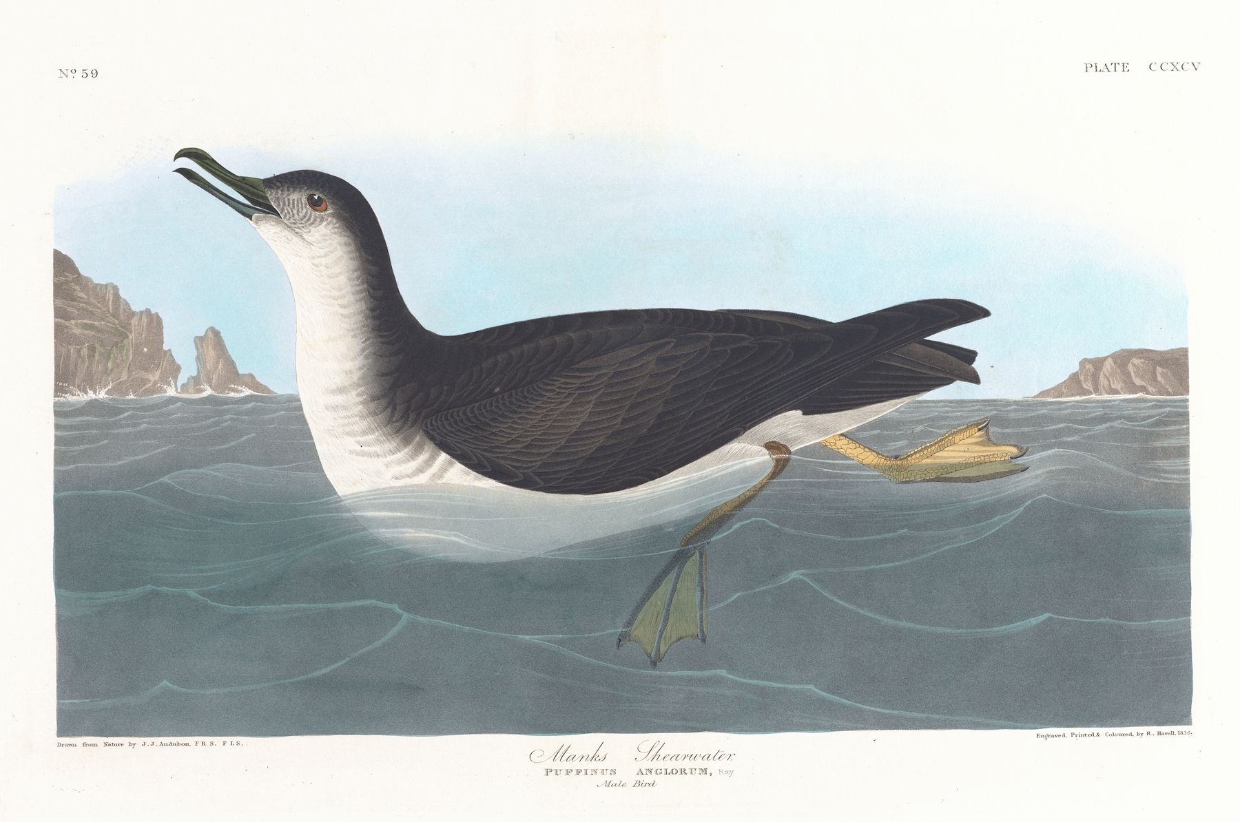 Manks shearwater by John James Audubon