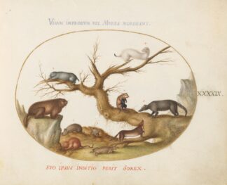 Marmot, Hamsters, Rat, Field Mouse, Shrew, and a Coatimundi by Joris Hoefnagel